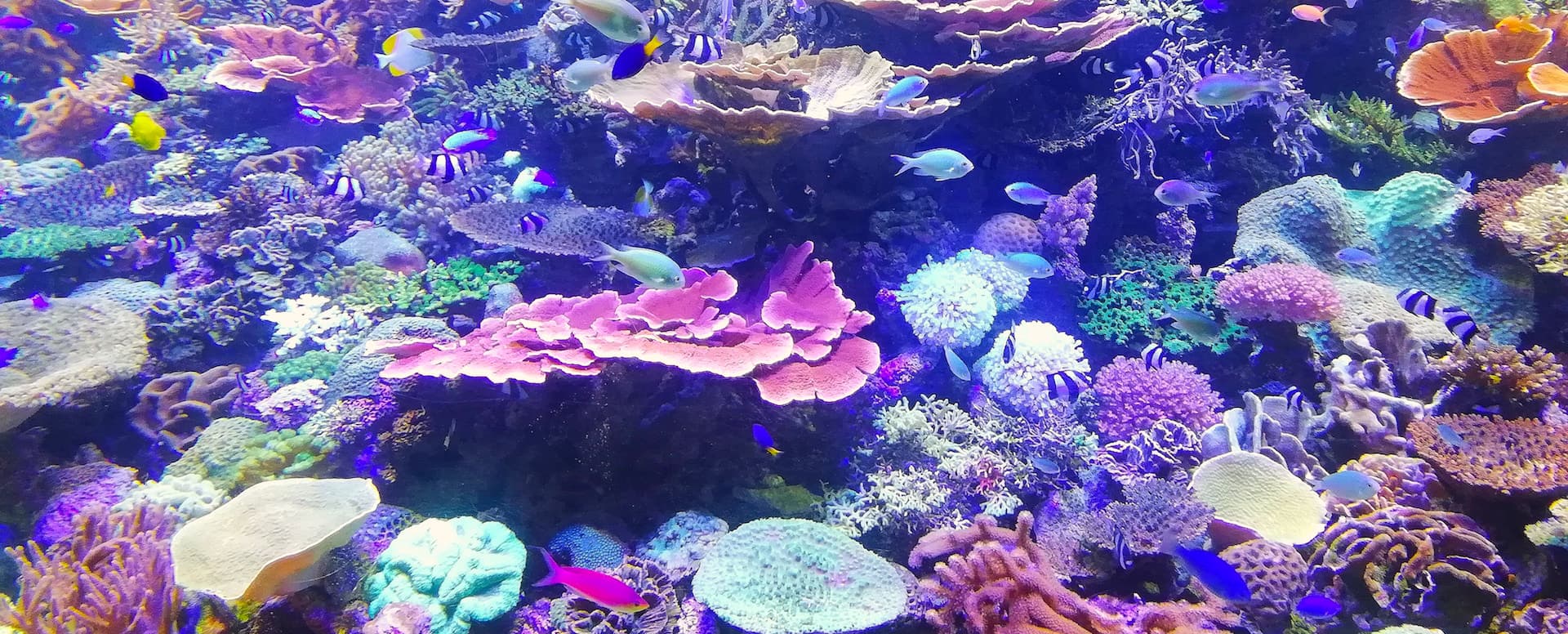 3- Discover the marine fauna at the Cretaquarium - Crete