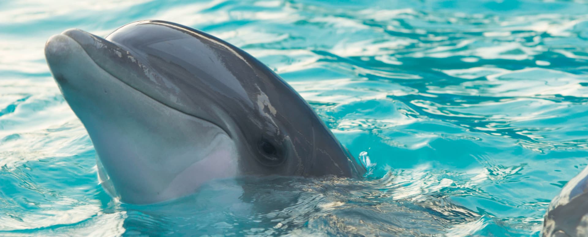 5- Swim with dolphins - Crete