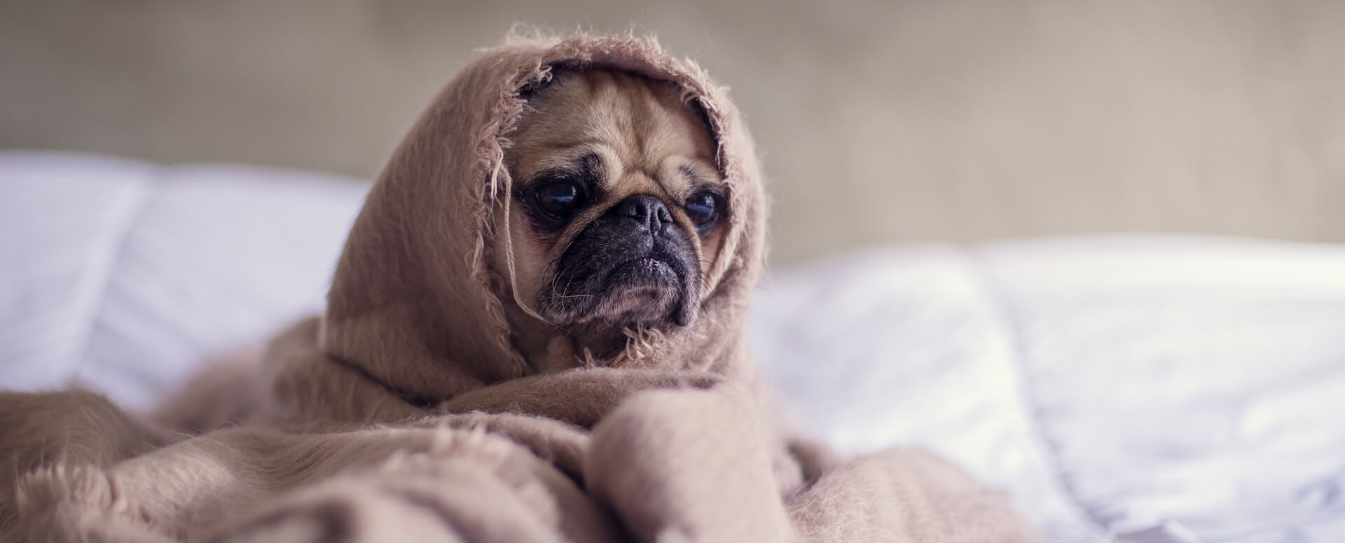 Rent_a_pet-friendly_villa