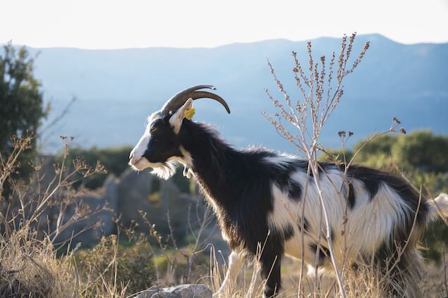 Natural spaces Corsica