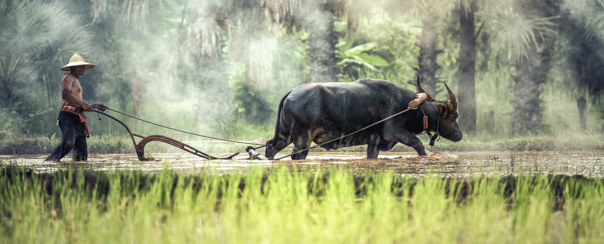 Culture and Tradition in Thailand - Thailand