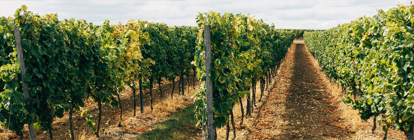 Not to Be Missed When on The Ile de Ré - Île de Ré