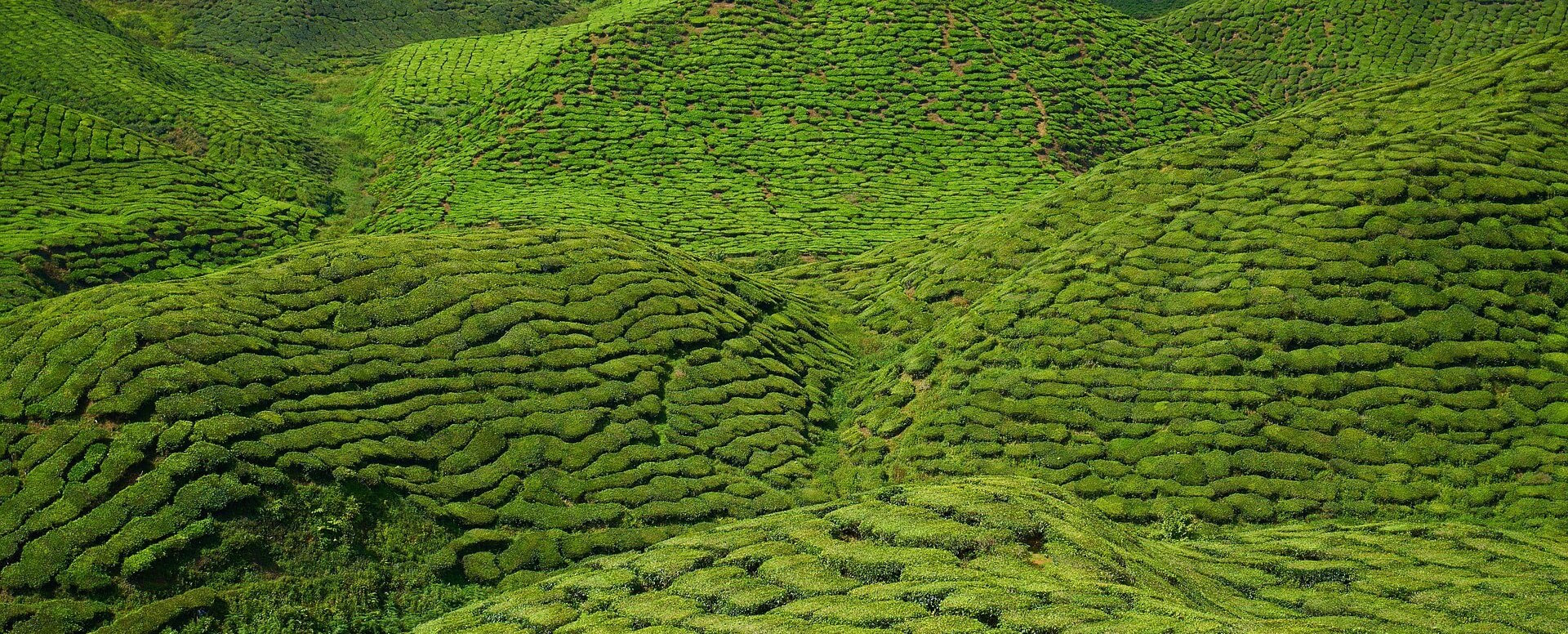 4. Tea lovers embark on a journey of tea - Mauritius