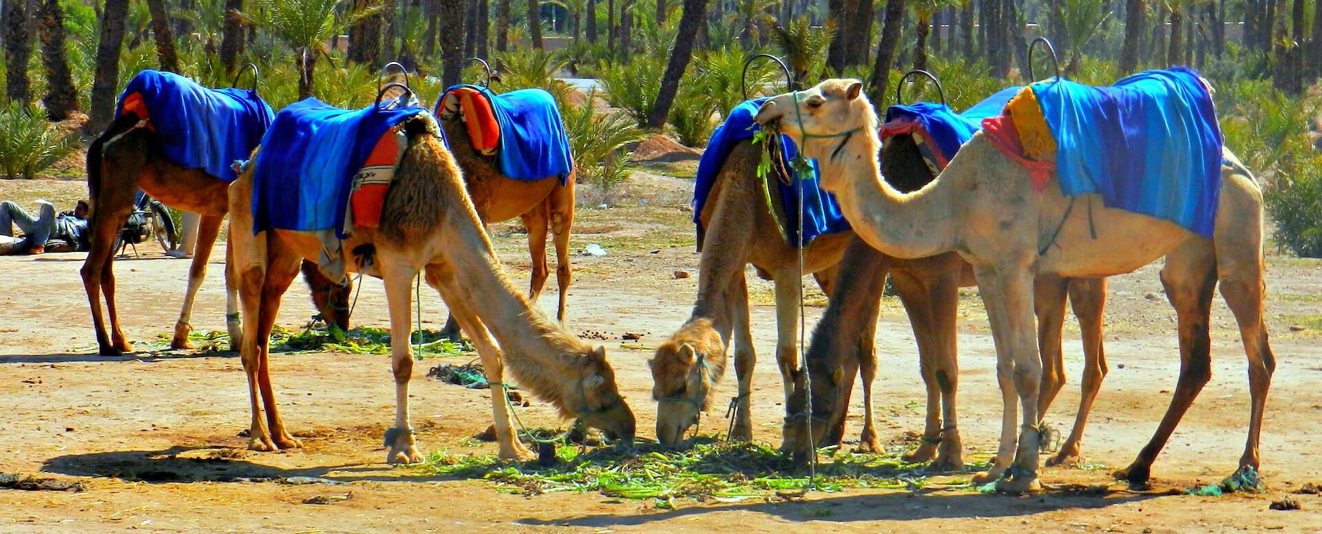 Get close to camels - Marrakech