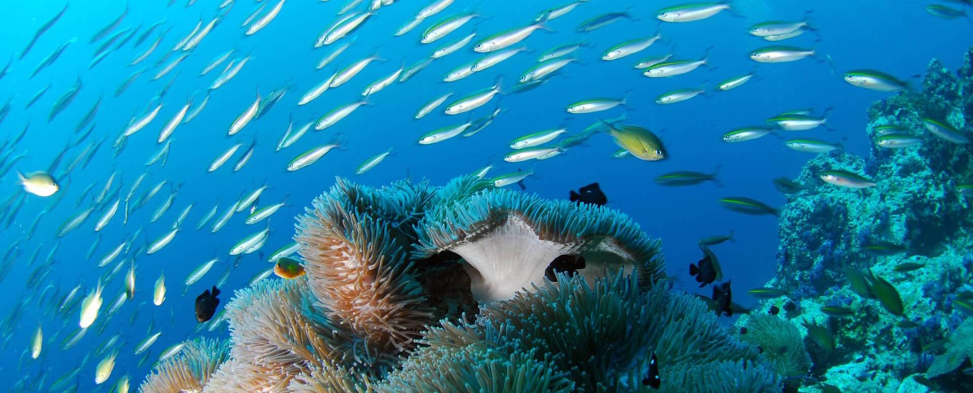 Scuba Diving - Algarve