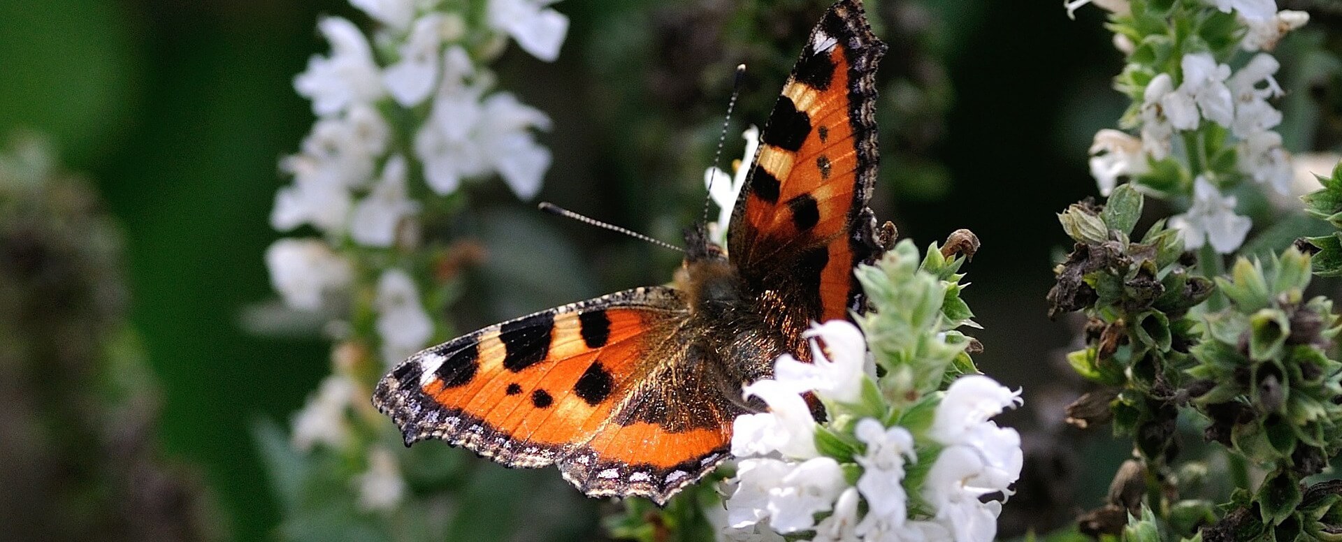 Kemenuh Butterfly Park Ubud - Bali