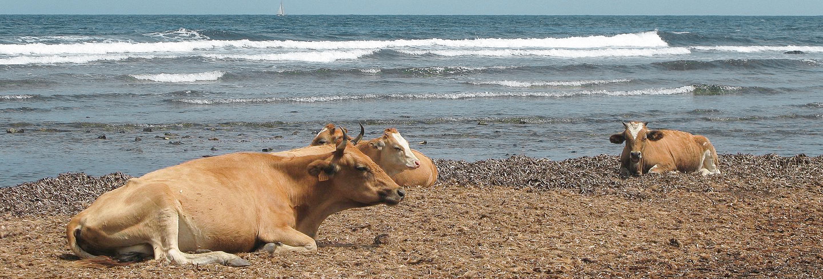 Beautiful Beaches in Corsica - Corsica