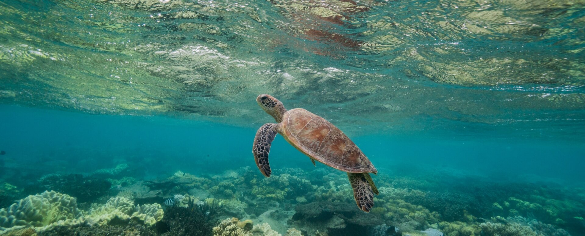 6- Try scuba diving - Bali