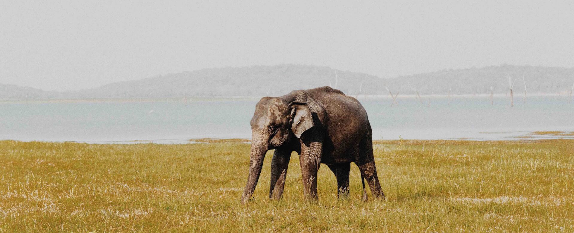 Udawalawe National Park - Sri Lanka