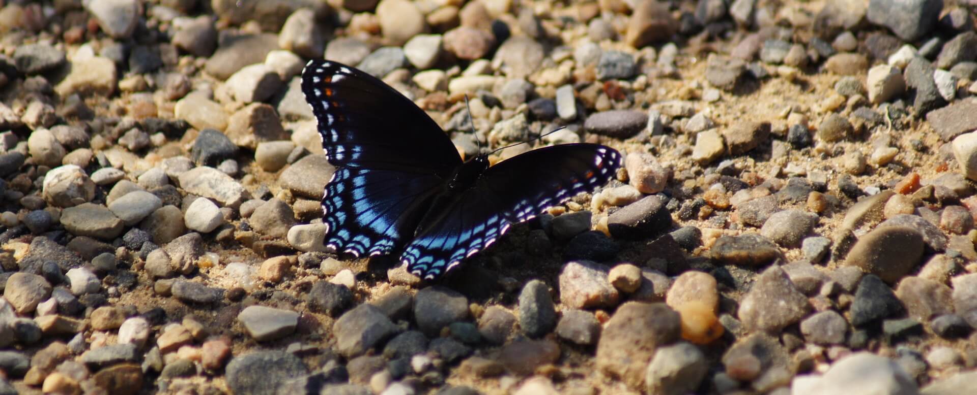 Butterfly Garden & Aquarium - Phuket