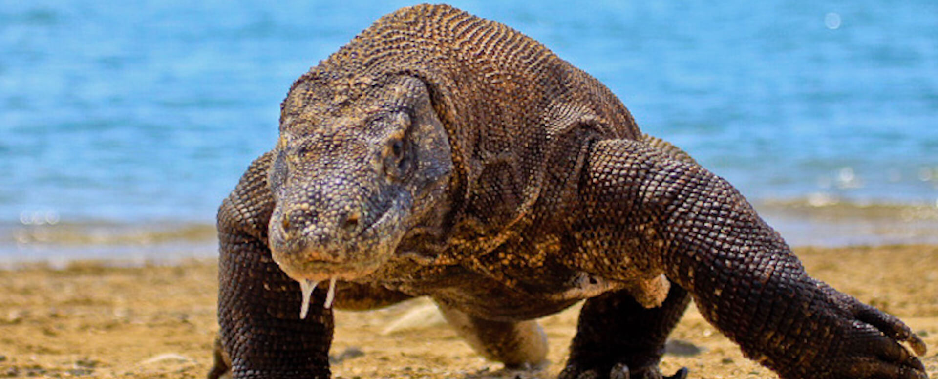 Browse National Animal Parks (I) - Indonesia