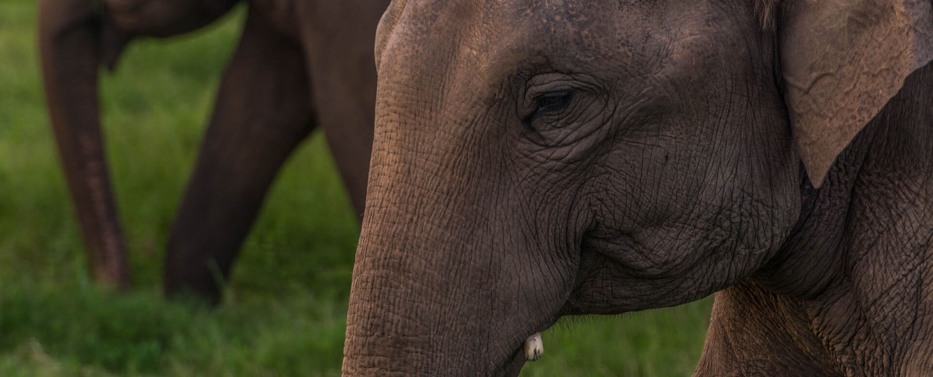 Minneriya National Park - Sri Lanka
