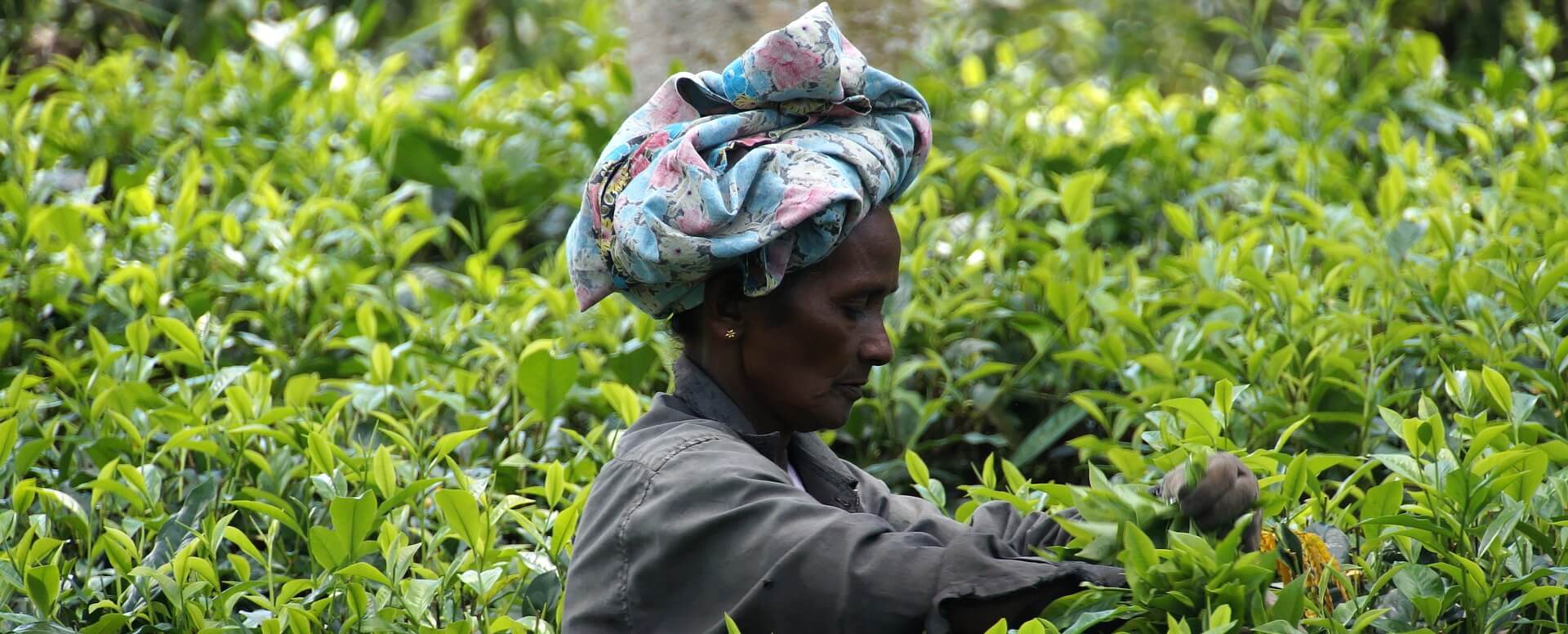 January - Thai Pongal - Sri Lanka