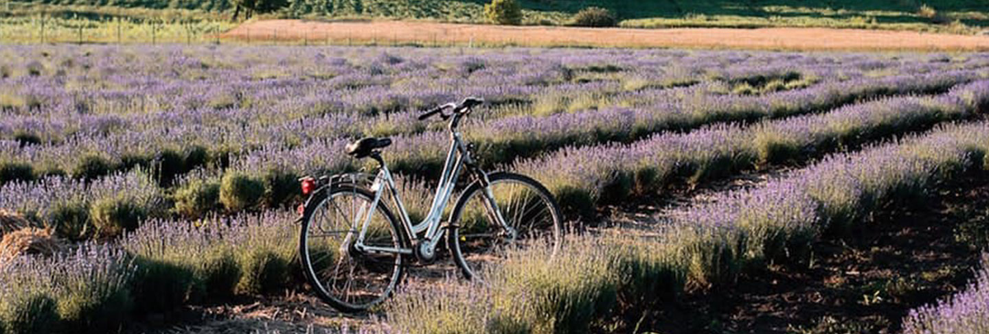 Not to Be Missed in the South of France - Provence