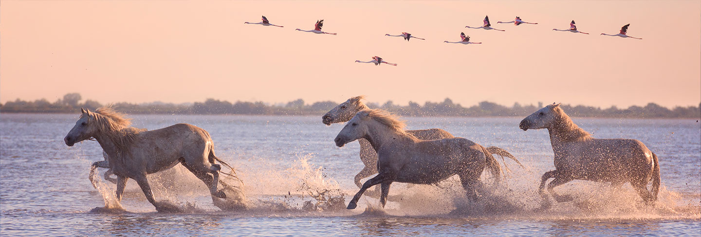 Not to Be Missed in the South of France - Provence