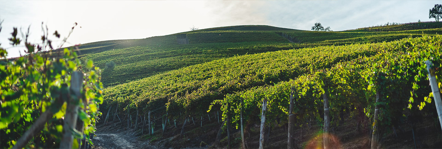 A Practical Guide to Italy - Italy