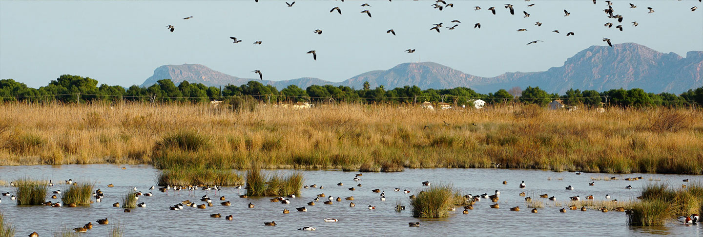 Where to rent a villa in the Balearic Islands - Ibiza