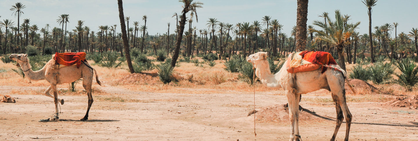 The Regions of Morocco: Where to Rent Your Riad or Villa - Morocco