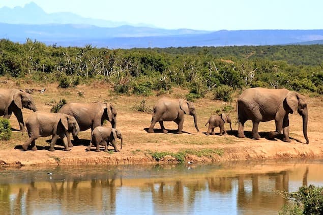 Natural Parks & Safaris