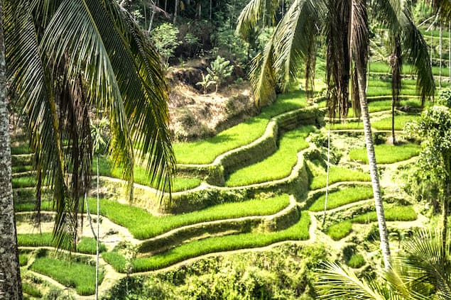 Tea plantations