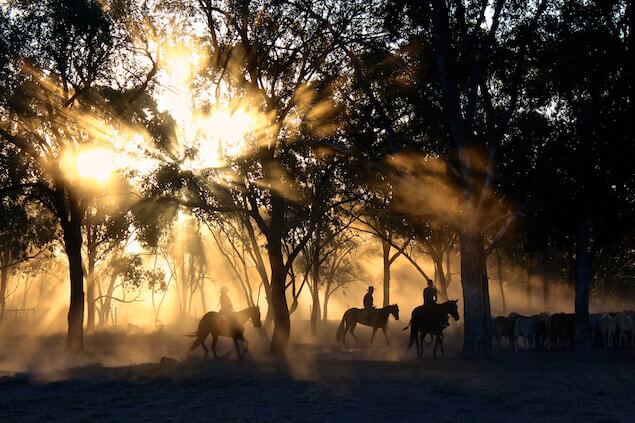Horse ride
