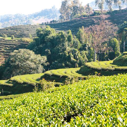 For tea lovers: Lipton's Seat