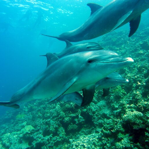 Enjoy the unique experience of swimming with dolphins