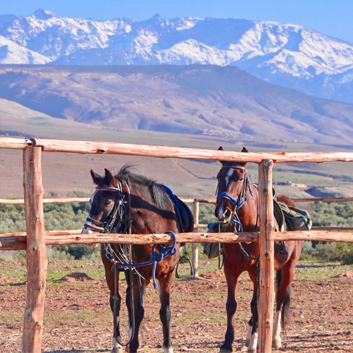 Horseback riding in Marrakech and surroundings