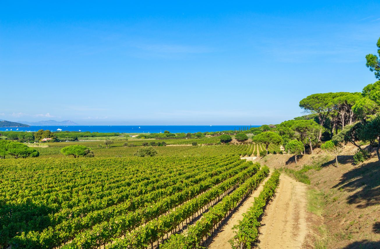 Vineyards and restaurants: Savour the Provençal lifestyle