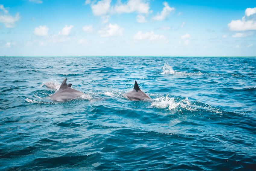 2) Observing dolphins in Losinj in Kvarner