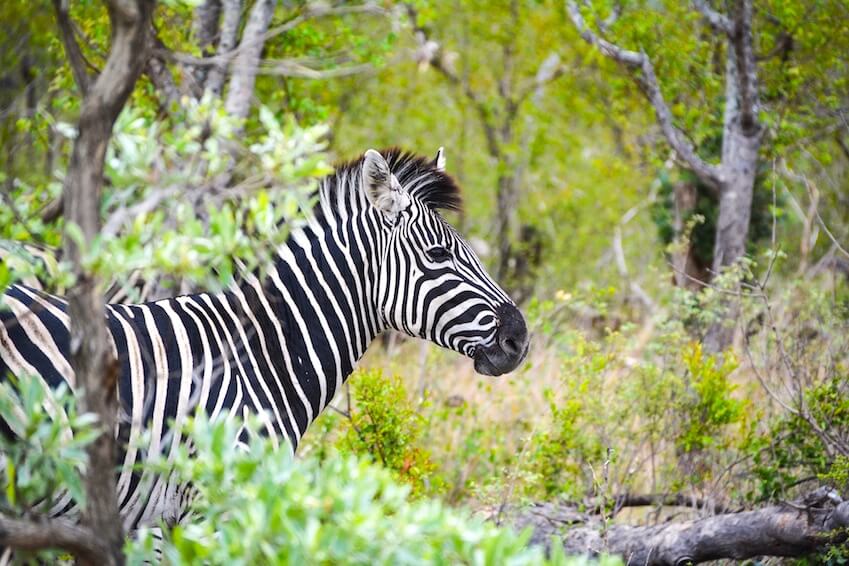 6) Doing a safari in the national park of Brijuni