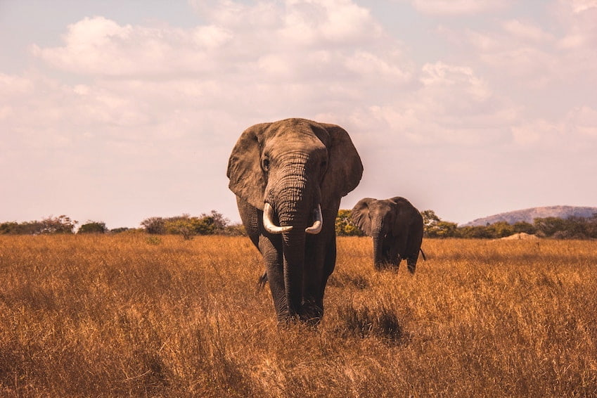 Kruger National Park