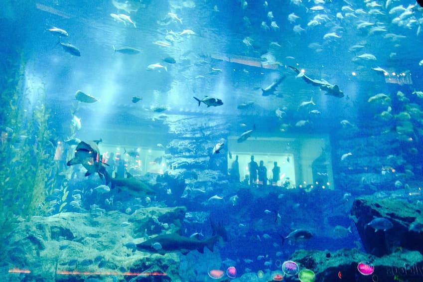 The subterranean aquarium-zoo
