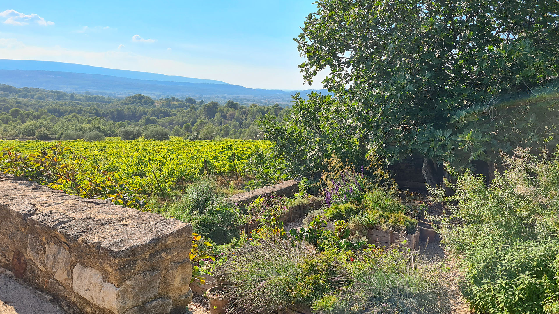 Mas Grenache - Image 14
