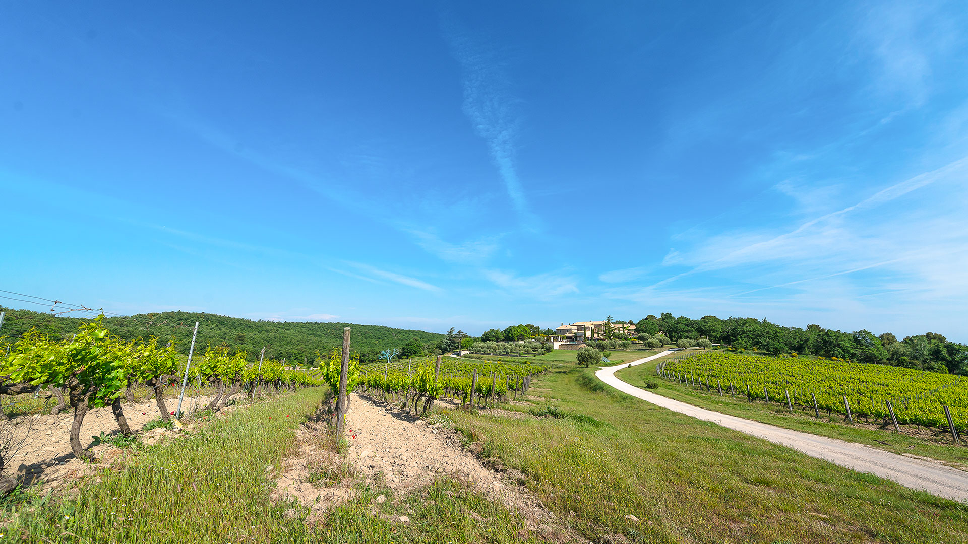 La Prieuré dans les vignes - Image 16