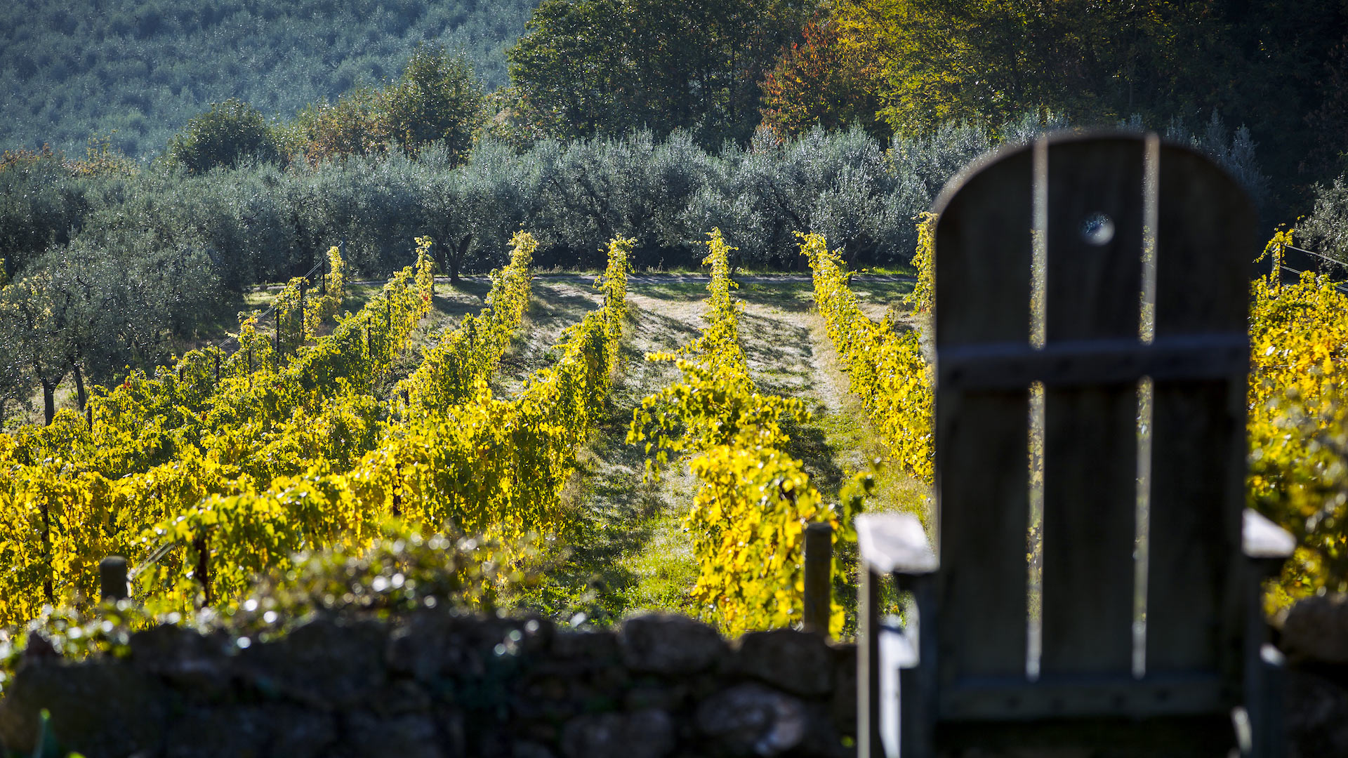 Fattoria SM - Image 27
