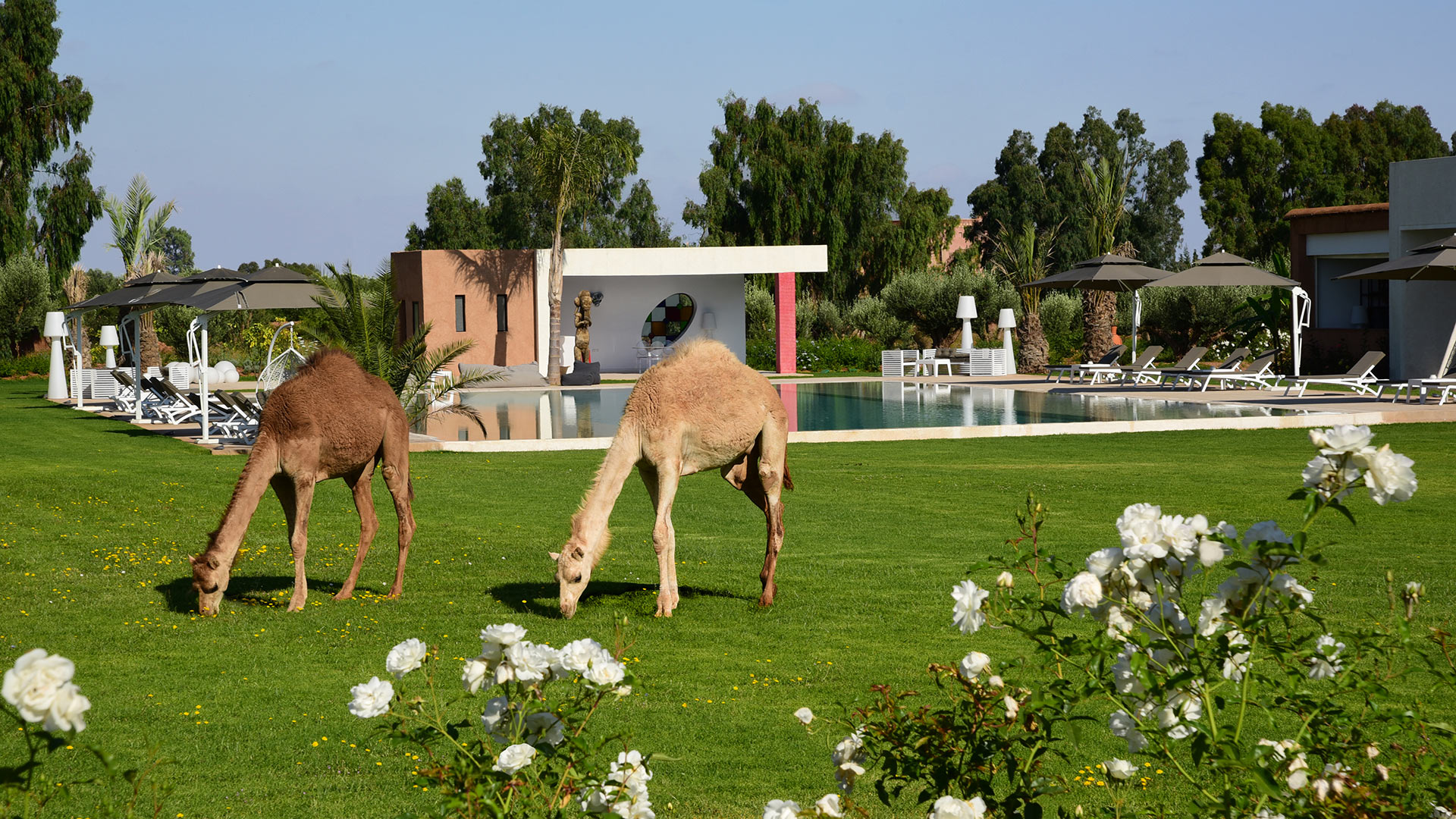 Domaine Dar Syada - Image 22