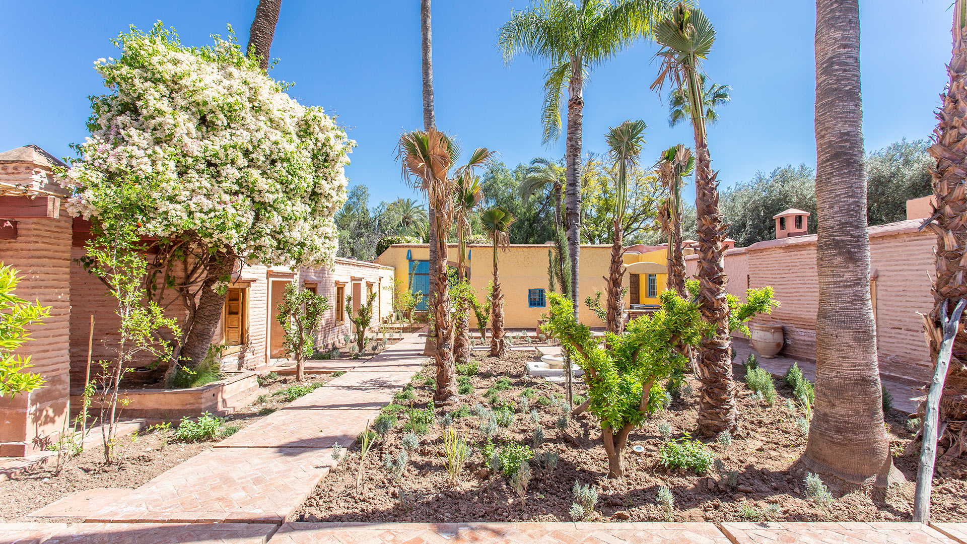 Royaume des Oliviers - Image 31