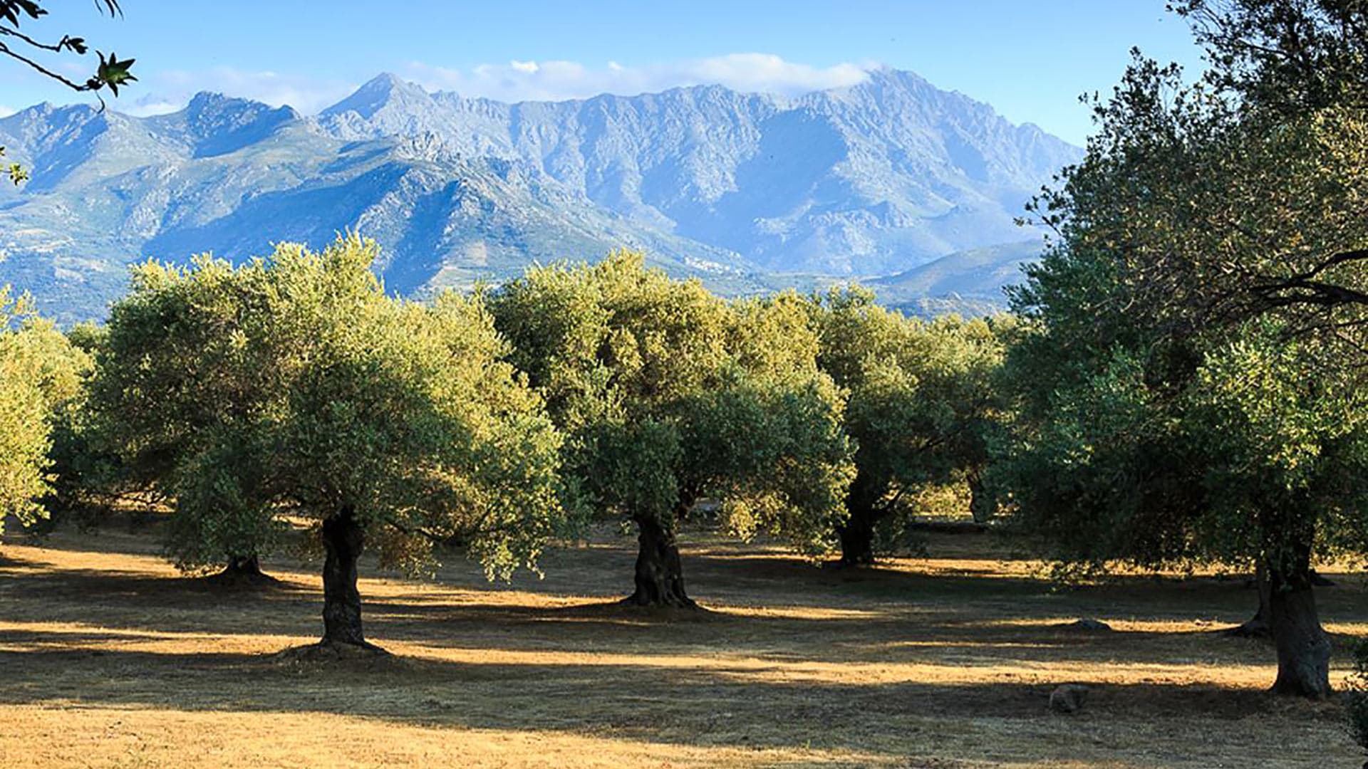 Villa Oliveraie - Image 10