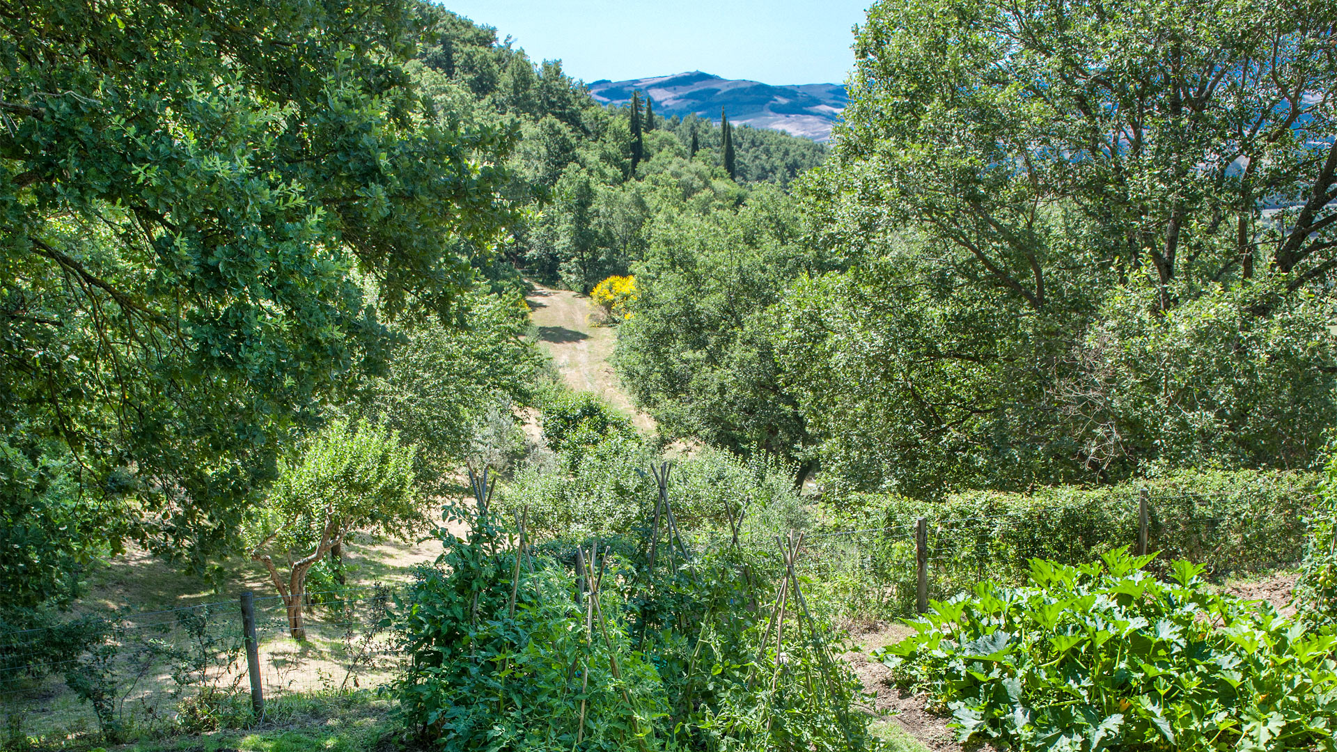 Podere Bachi - Image 7