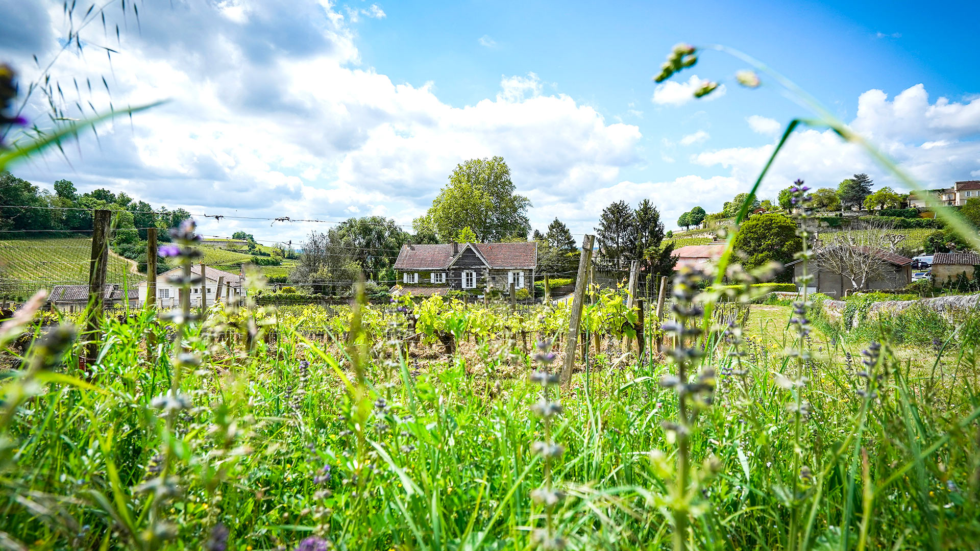 Villa dans les vignes - Image 29