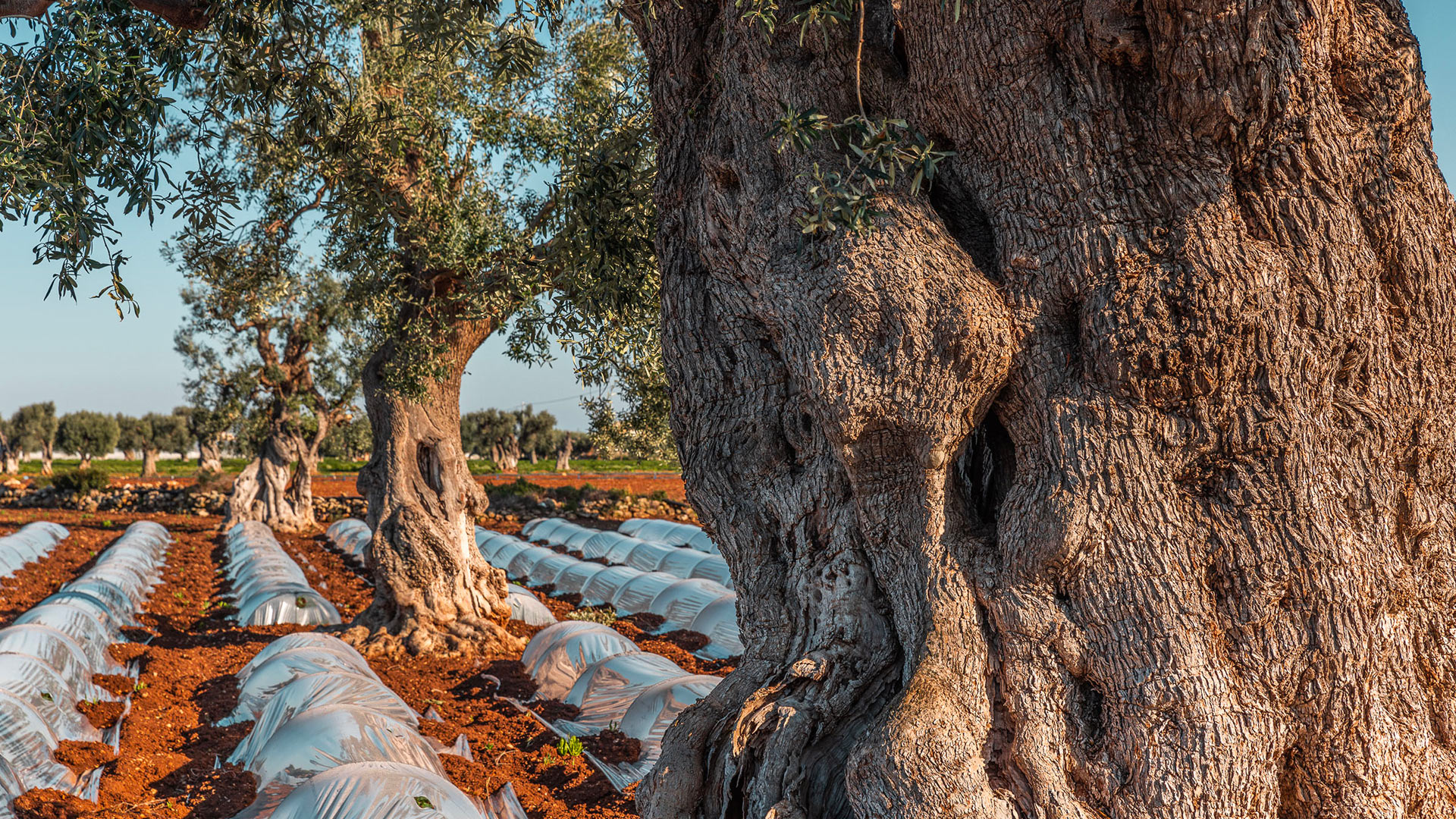 Masseria Engeliena - Image 34